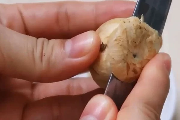 Sơ chế nấm