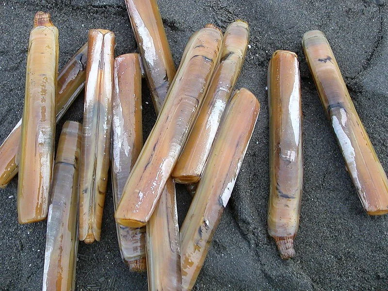 Ốc móng tay