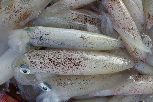 Mực tươi