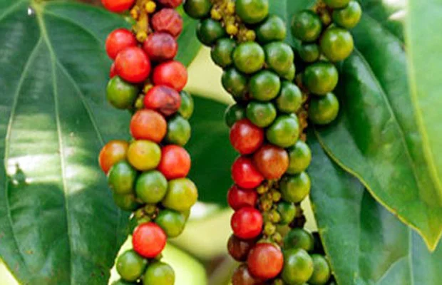 tiêu đỏ