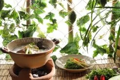 dạy nấu cháo bồ câu