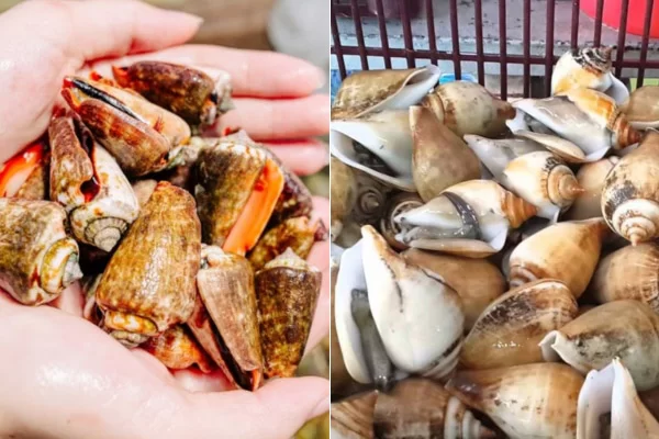 Ốc Nhảy Là Gì