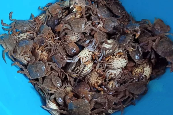 Rạm Là Con Gì?